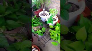 Money plant care tipsagreeculture terracegarden❣ [upl. by Ahsenrac]