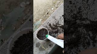 Coriander seeds plantingyoutubeshorts viralvideo  short🙏 [upl. by Bitthia]