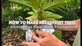 How to Make Breadfruit Trees– Adventitious Root Shoot Propagation [upl. by Eiramaliehs]