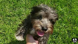 Houston dog training  6 month old Schnoodle puppy Charlie [upl. by Nothsa]