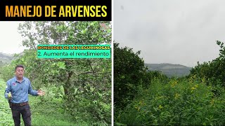 🌿Manejo de Arvenses  ¿Cuáles son las OPCIONES TECNOLÓGICAS para el manejo de arvenses [upl. by Yelraf766]