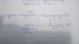 CHAP 203 KINGDOM FUNGI CLASS11 BIOLOGY [upl. by Nylicaj]