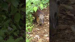 Cusumbo o Coatí Nasua nasua  Colombia Shorts [upl. by Leamhsi147]