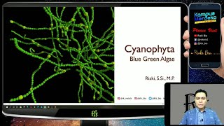 Cyanophyta  Ganggang Hijau Biru  Cryptogamae [upl. by Nimajeb894]