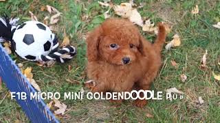 Micro Mini Goldendoodle Puppy Snickers SD 480p [upl. by Orips]