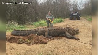 Massive gator found in Southwest Ga [upl. by Anselmo]