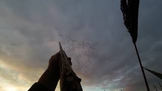 Inland pinkfoot goose shooting in Norfolk 2021 [upl. by Aliwt]