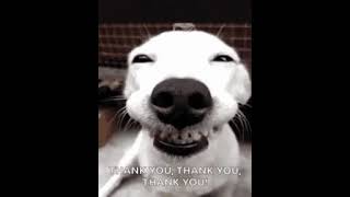 Dog showing teeth dog teeth memes smile [upl. by Tristis]