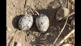 Eurasian stonecurlew nest Burhinus oedicnemus Τρουλλουρία  Πετροτριλίδα  Cyprus [upl. by Aroc996]