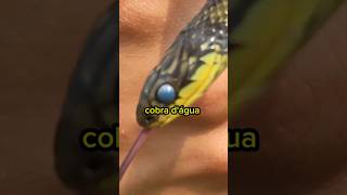 ENCONTREI UMA COBRA NA FAZENDA Erythrolamprus poecilogyrus biologia shorts [upl. by Yoshi95]