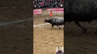 Power full Bulls in field youtube youtubeshorts ytshorts [upl. by Akyeluz]