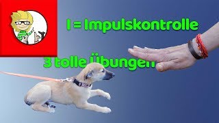 I  Impulskontrolle beim Hund  3 tolle Übungen  Tipps [upl. by Reneta]