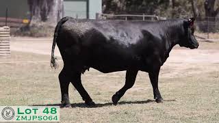 Lot 48 ZMJPS064 VC Simmentals Online Herd Reduction Sale 2024 [upl. by Renraw530]