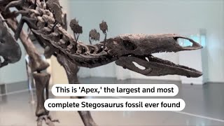 Most complete Stegosaurus fossil found breaks auction record  REUTERS [upl. by Ayatnahs]