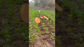 Aalu ki nidai gurai🥚🌿 nature naturefarming garden fruit farming greenfarm [upl. by Qifar292]