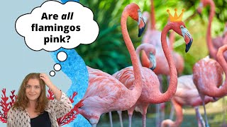 Are All Flamingos Pink  All About Flamingos [upl. by Niriam]