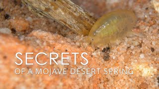 Secrets of a Mojave Desert Spring – Amphipods and Springsnails [upl. by Eillah]