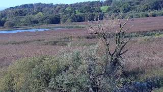 RSPB Leighton Moss Osprey Platform Live Stream [upl. by Odnavres]