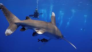 EgypteBrothers 2018 Longimanus  Requin Océanique [upl. by Radie]