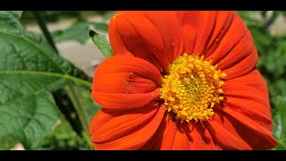 How to Companion Plant with Mexican Sunflowers  They are Allelopathic [upl. by Merwyn175]