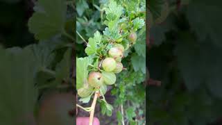 Gooseberries ripening up under bird protection netting pickyourown gooseberries berries [upl. by Boote32]