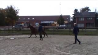 AREZZO VDL X INDOCTRO X BALOUBET DU ROUET SOLDVERKOCHT [upl. by Malorie]