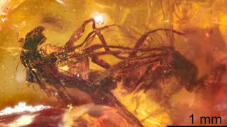 Two Prehistoric Flies Captured Mating in Fossilized Amber [upl. by Vacuva3]