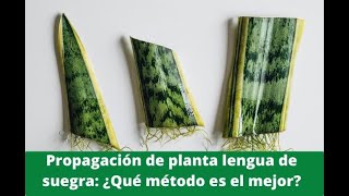 🌱Como Reproducir Planta Suculenta Lengua de Suegra Paso a Paso🌱Sansevieria 🌱 Espada de San Jorge [upl. by Melmon673]