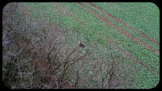 Fiatal gatyás ölyv Buteo lagopus [upl. by Surad]