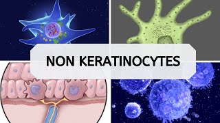 NON KERATINOCYTES [upl. by Israel553]