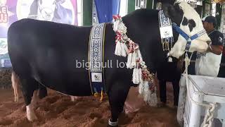 Asias biggest bull  Rambo 2024 [upl. by Maghutte]