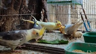 cockatiel parrots live 20 Oct 2024👍 cockatielsound cockatielbreedingtips [upl. by Alphard]