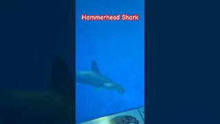 Hammerhead Shark Spotting with Daddy at Monterey Bay Aquarium [upl. by Margaretha]