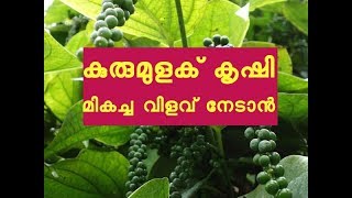 കുരുമുളക് മികച്ച വിളവ് നേടാന്‍ How to Grow Black Pepper [upl. by Aikaz424]