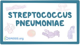 Streptococcus pneumoniae  an Osmosis Preview [upl. by Nrojb155]