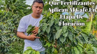 Qué Fertilizantes Aplicar Al Café En Etapa De Floración [upl. by Chandless312]