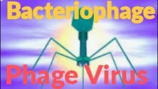 structure of bacteriophage bacteriophage phagevirus [upl. by Desberg]