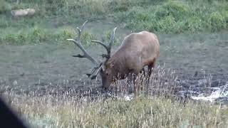 Wallowing Colorado Bull Elk [upl. by Ignatius872]