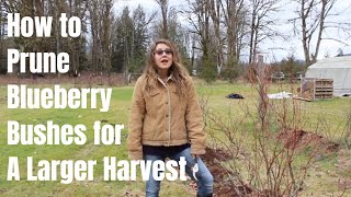 How to Prune a Blueberry Bush for a Larger Harvest [upl. by Gridley504]