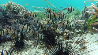 The Banggai Cardinalfish at Bontolan Beach [upl. by Zumstein325]