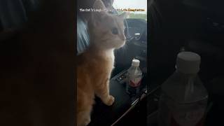 The Cats LaughMaking Daily Life Compilation [upl. by Eaver795]