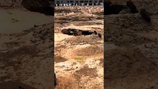 Makam Ambles di Janatul Baqi [upl. by Sarene]