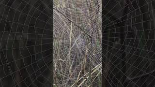 Giant Spiders Web [upl. by Ynnavoig750]