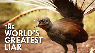 Lyrebird The World’s Greatest Mimic [upl. by Shoshana636]