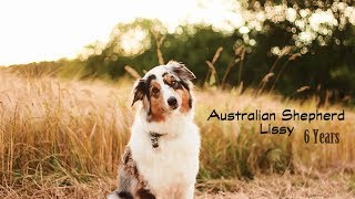 Australian Shepherd Lissy  6 Years [upl. by Aihsel]