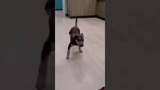 dog puppy cute doglover pets tamil song tamilsong music love funny funnyanimals petlove [upl. by Assyle]