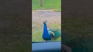 Funny bird funnyshorts funny funnypetschannel funnypetslife parrot pets foryou [upl. by Anytsirk]