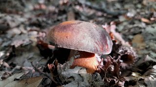 PORCINI CHE CI FANNO SOSPIRARE [upl. by Alister467]