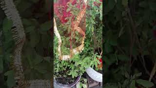 Tulsi ke paas na rkhe ye chize 🏡☘️ytshorts tulsiplant explore gardeningplants viralshorts [upl. by Atneciv]