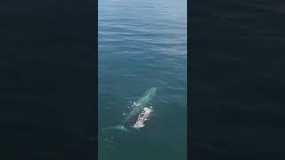 🐳Misterios del Abismo❤️🌊 faunasalvaje nature ballena whale interesante fauna [upl. by Letsyrhc]